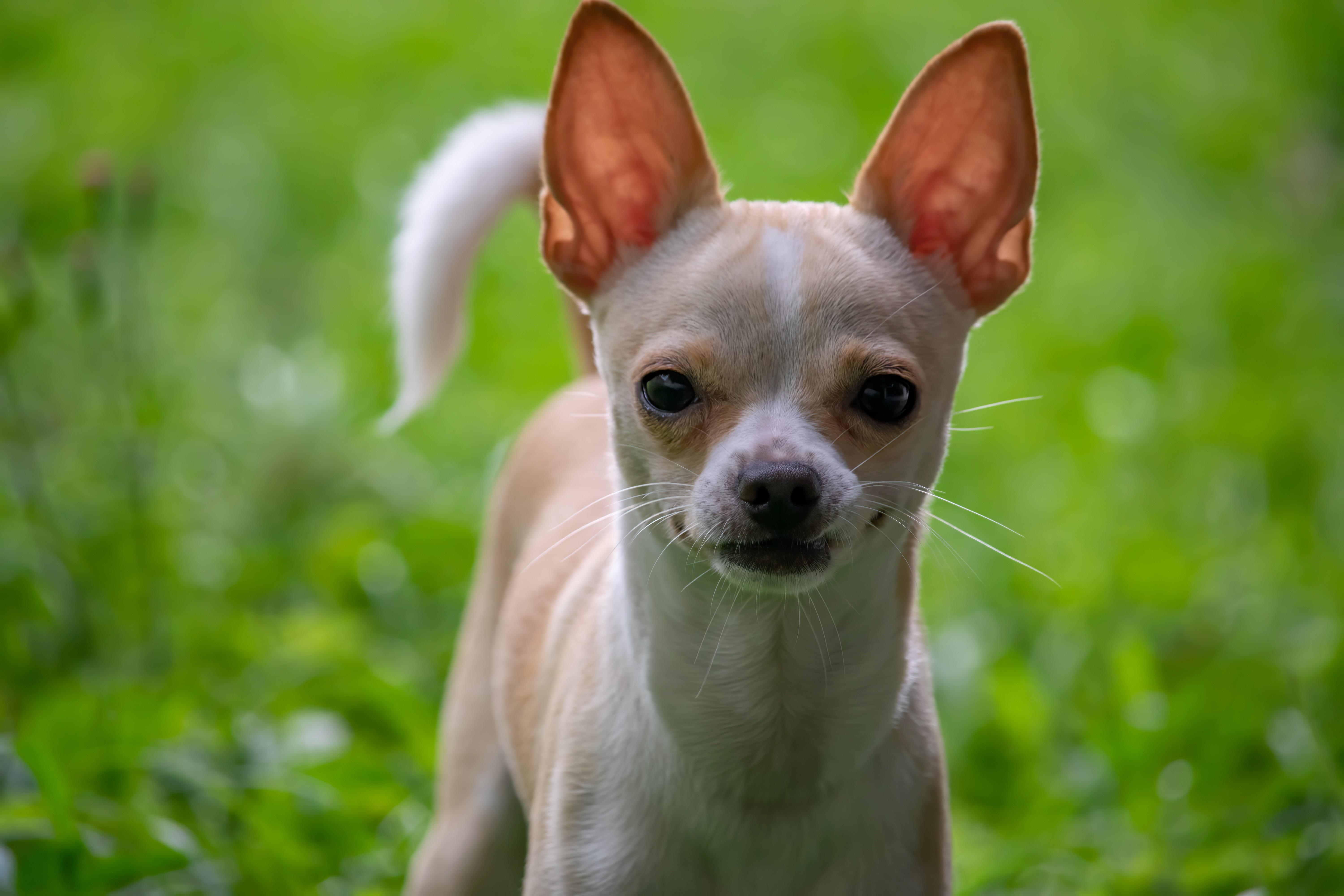 94-chihuahua-in-grass-small-17445604814205.jpg