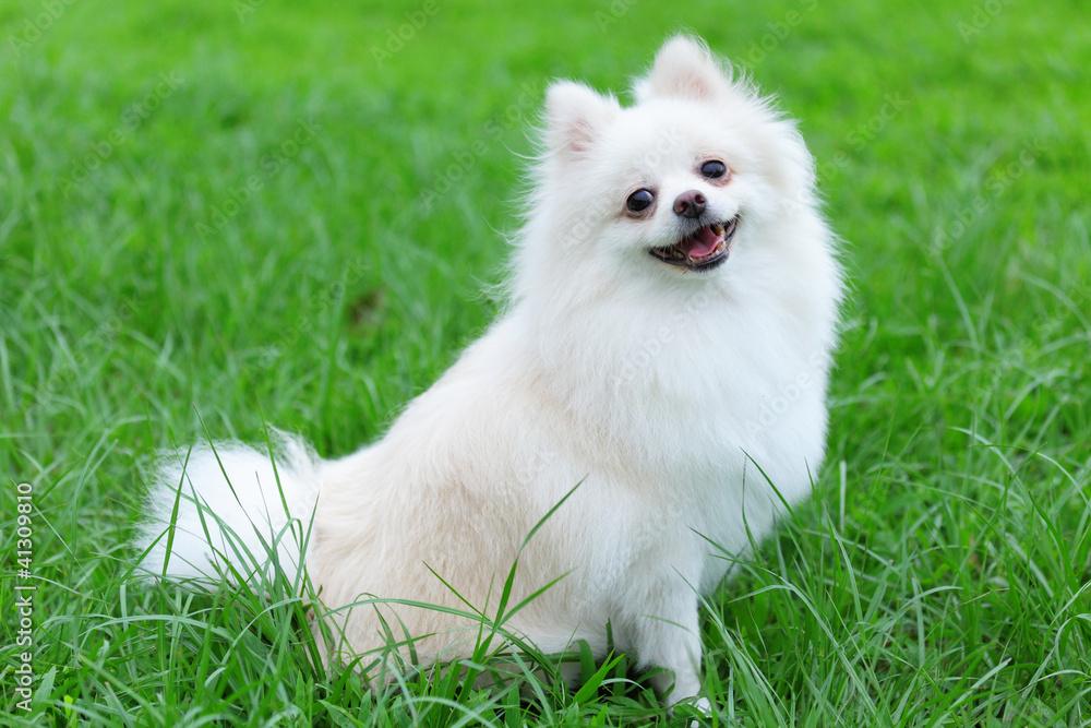 96-pomeranian-in-grass-17445604357354.jpeg