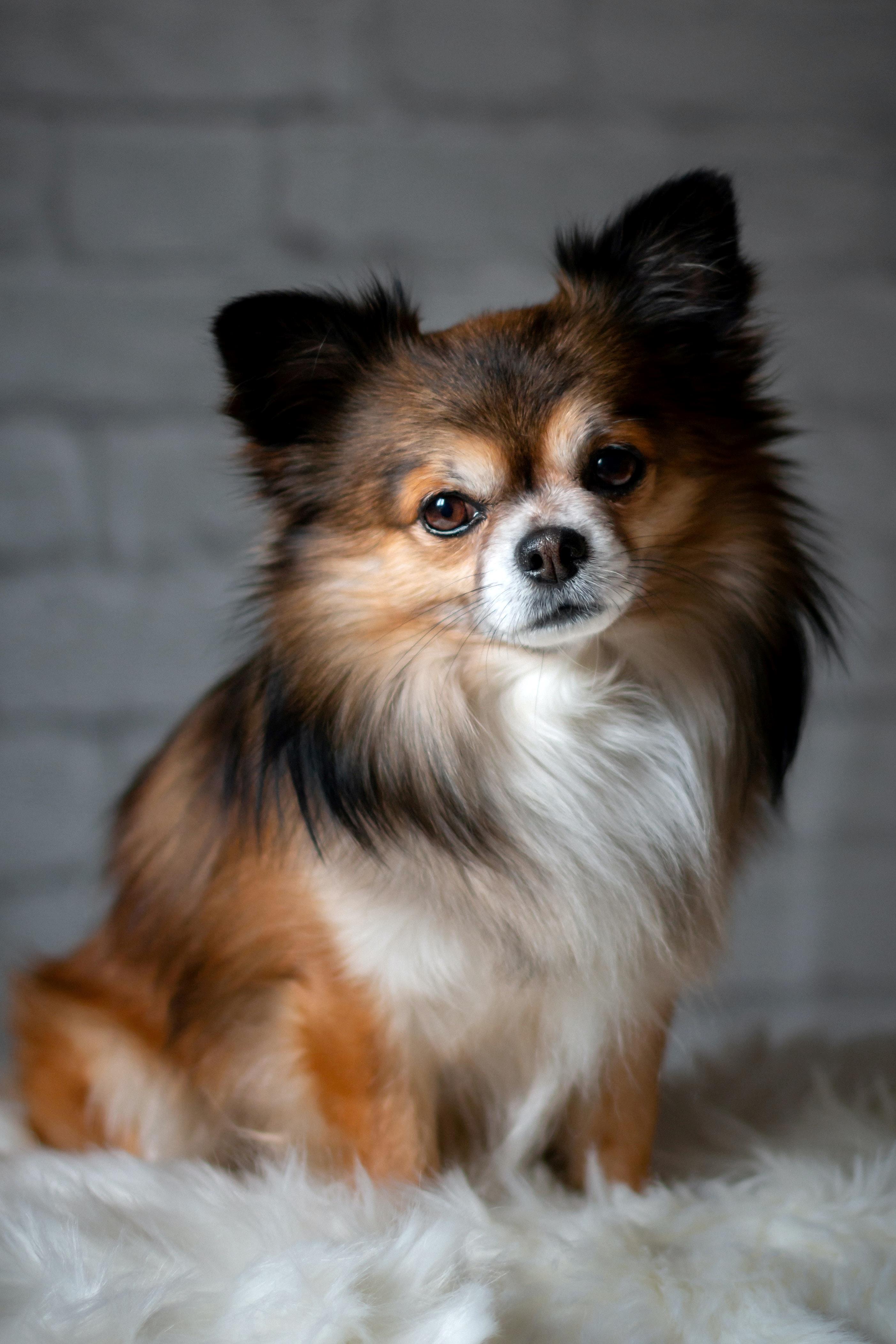 Potty Training Tips for Small Dogs 🐾