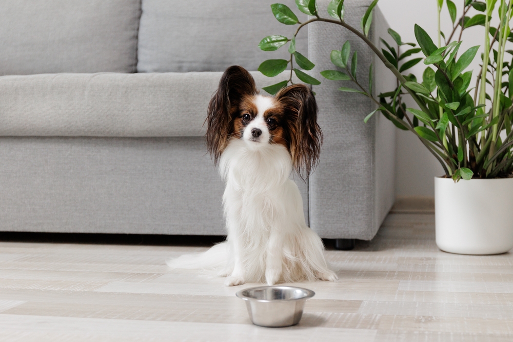 Tips for Toy Breed Dog Owners