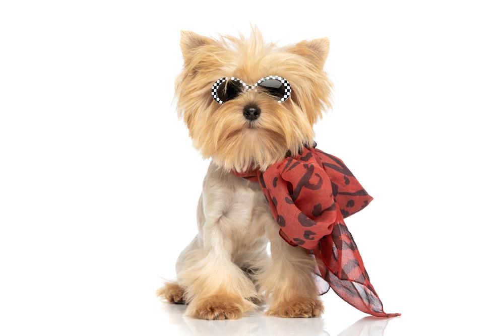 Tiny Treasures: Exploring the Enchanting World of Toy Breed Dogs 🐾✨