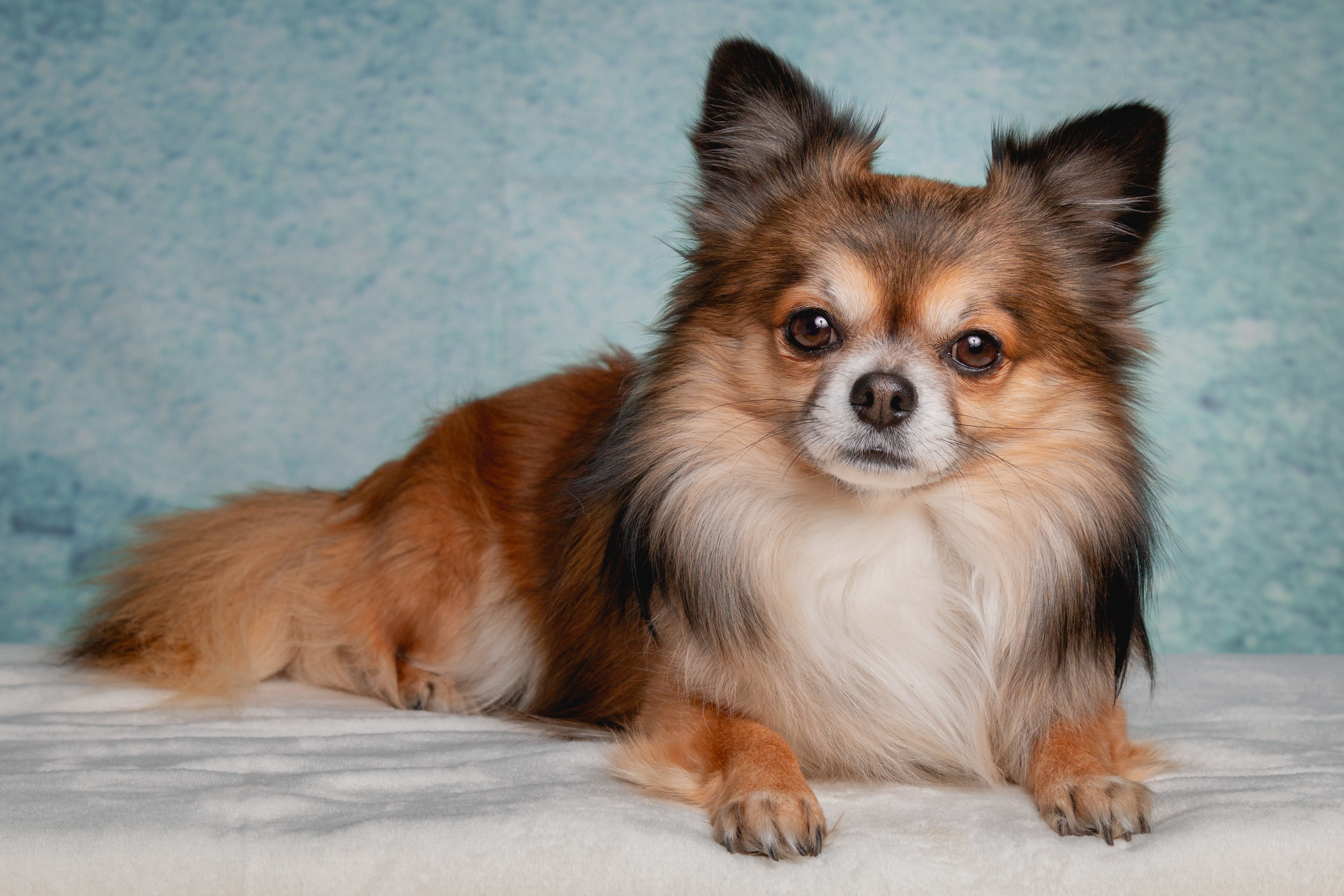 Faithful Companion or Tiny Tyrant?