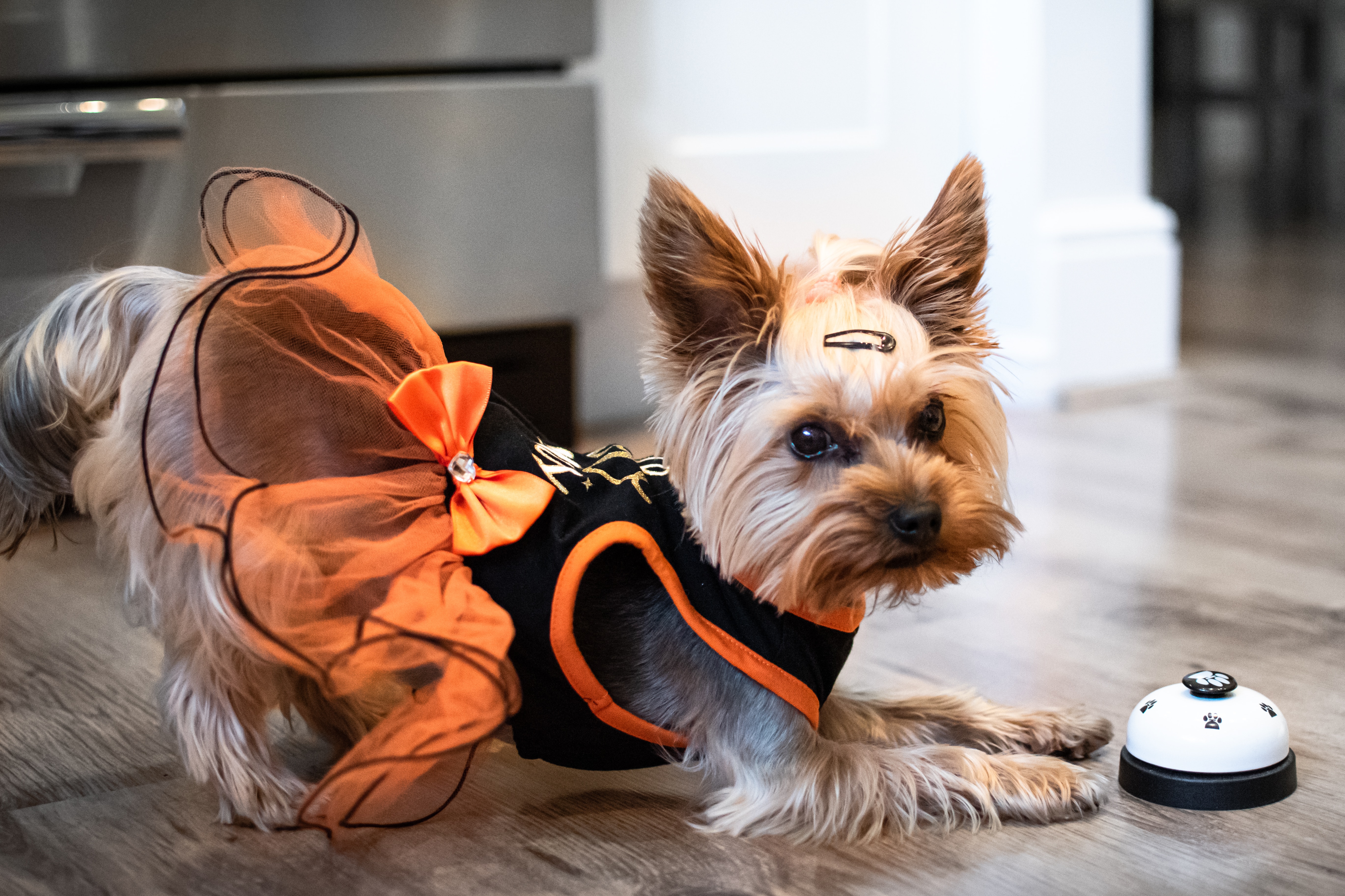 147-matt-walsh-dymoyjolche-unsplash-yorkie-orange-dress-17203958683022.jpg