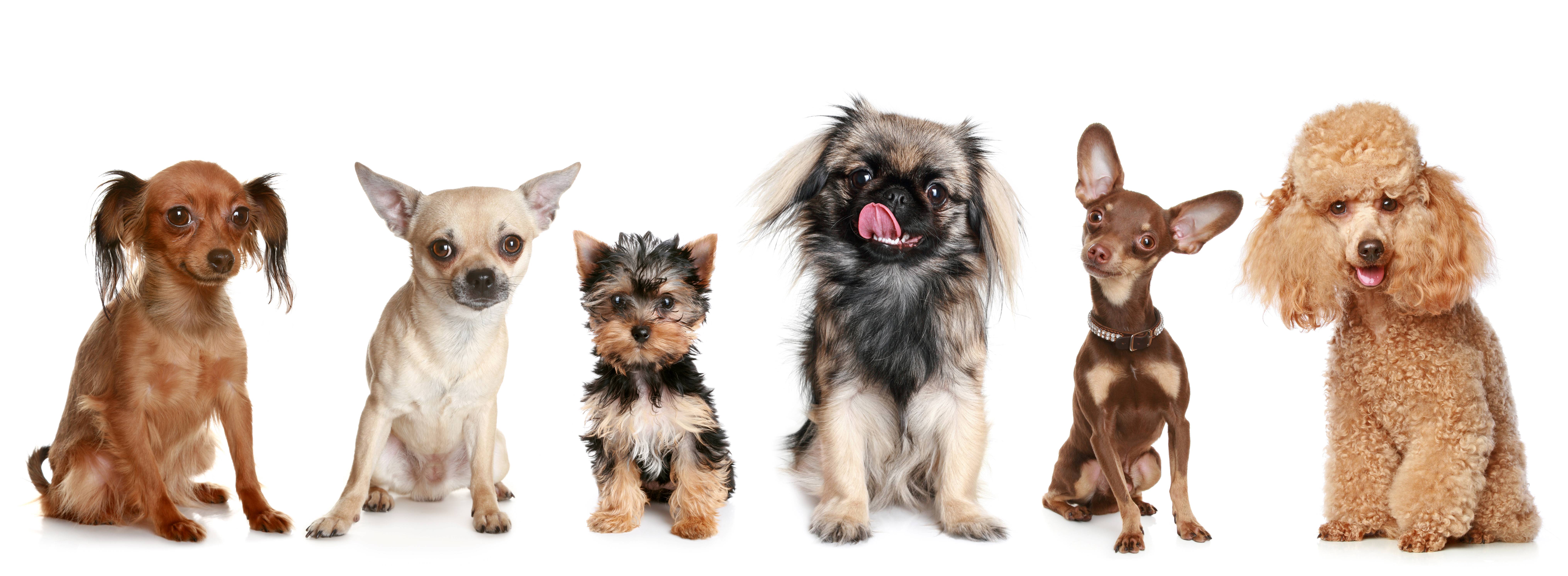 151-toy-breed-lineup-smlr-image-17293791381828.jpg