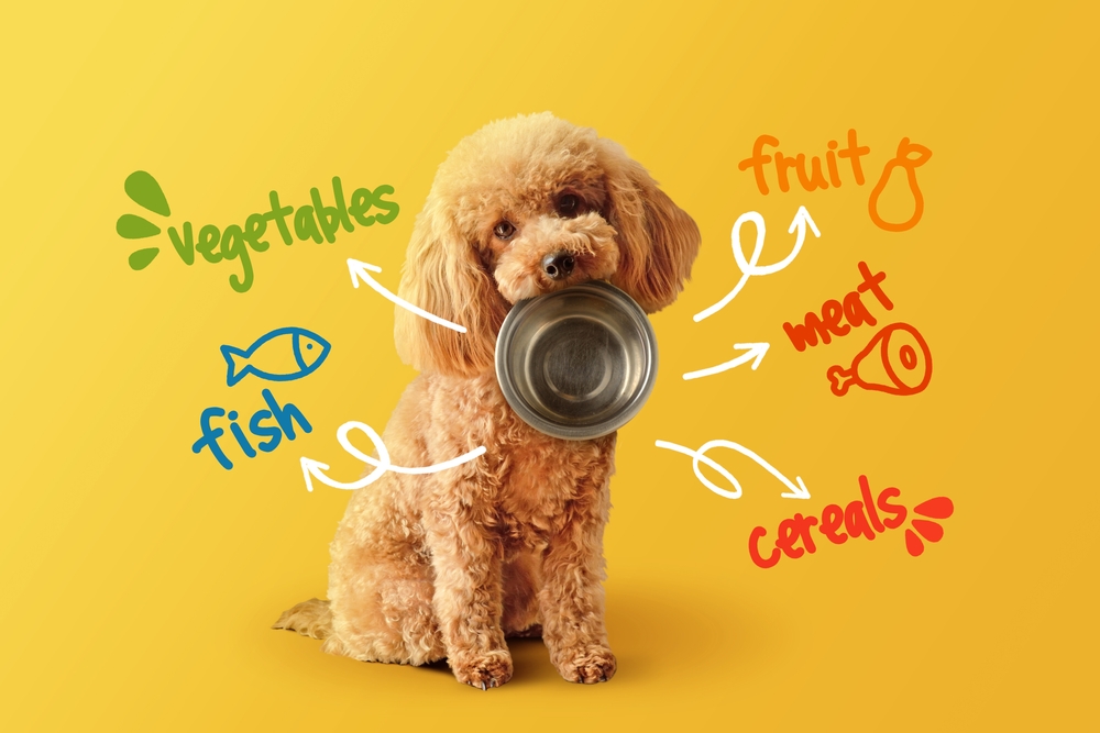 Choosing the Best Dog Food for Your Toy Breed Dog