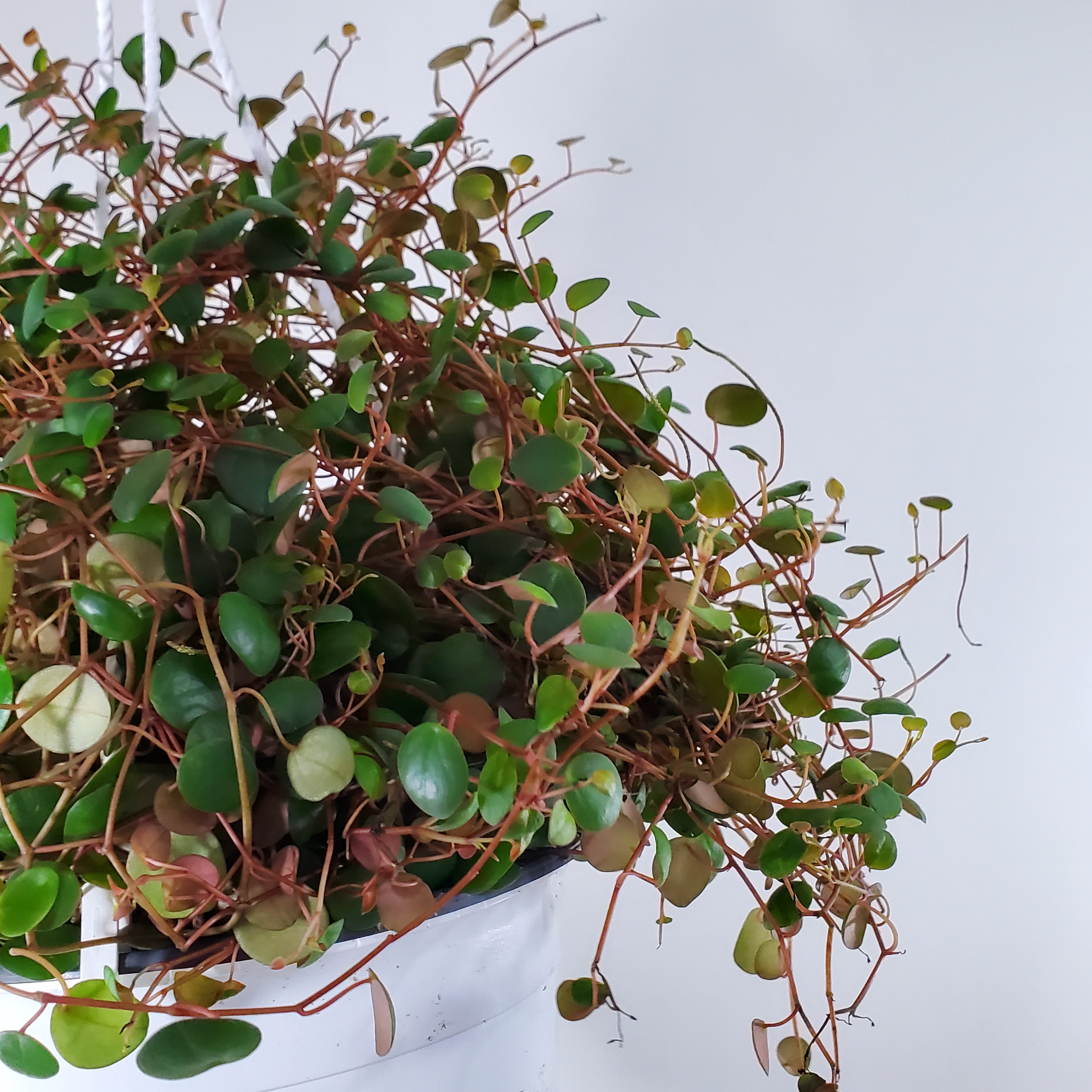 Peperomia pepperspot 