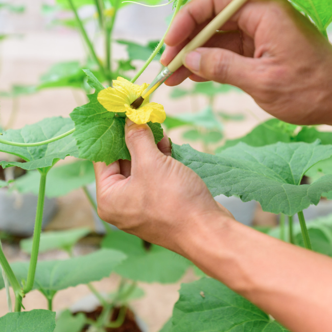 How and why to hand pollinate