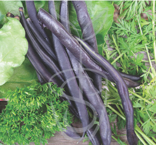 How to grow dwarf french beans