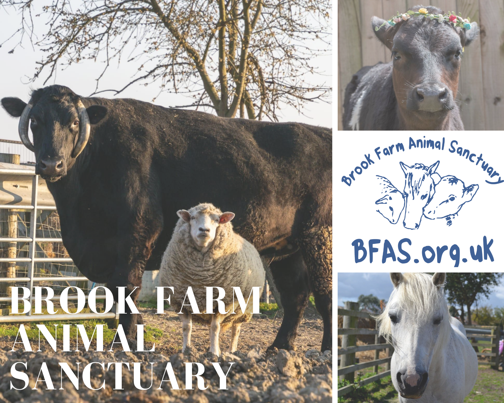 2409-brook-farm-animal-sanctuary.png