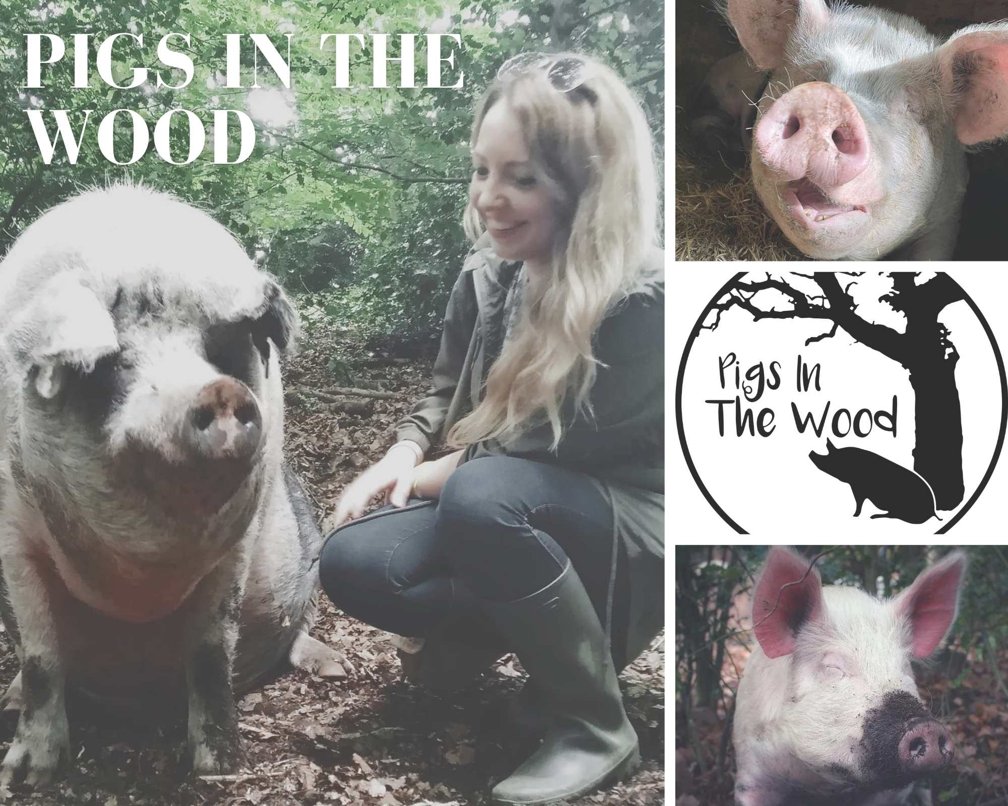 2411-pigs-in-the-woods.jpg