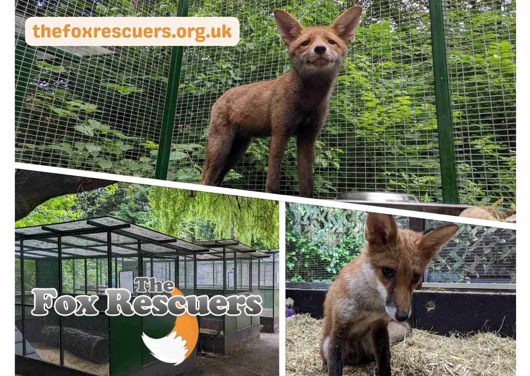 The Fox Rescuers
