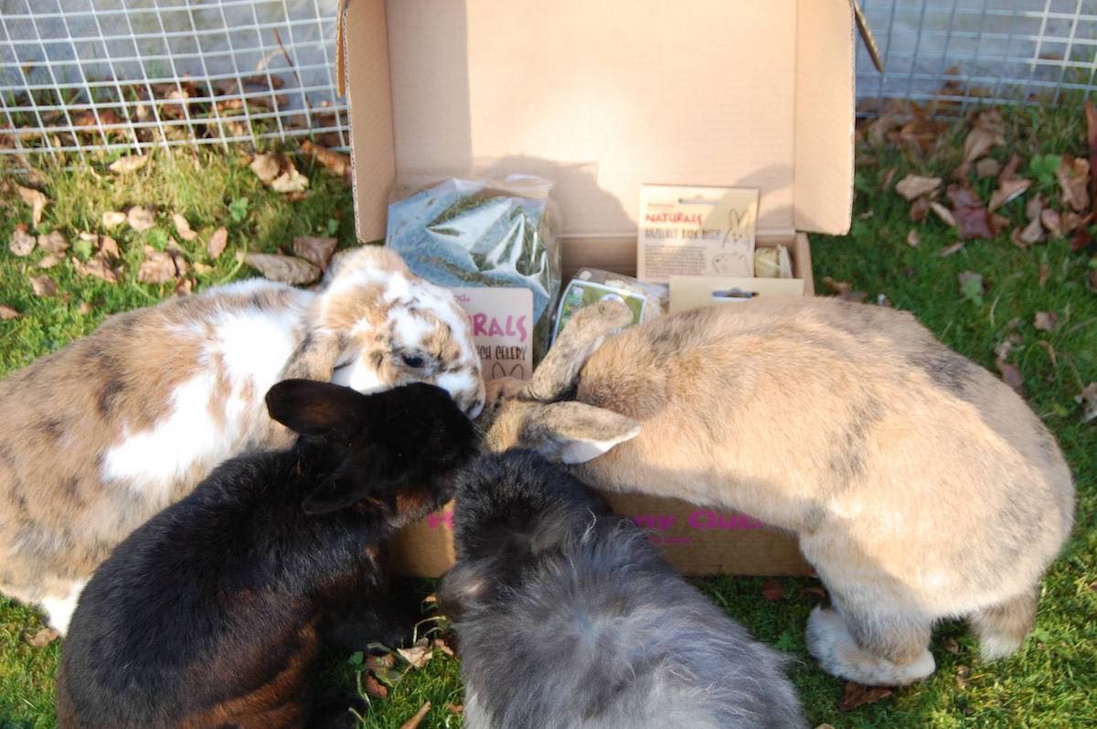 239-fatfluffs-17529378535071.jpg