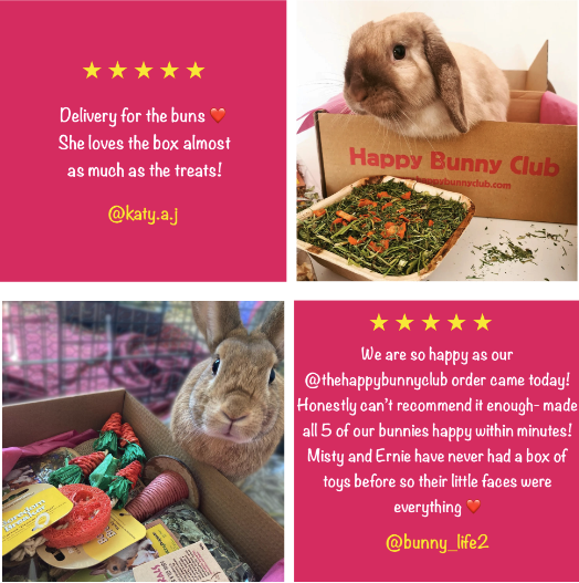 69-rabbit-subscription-box-of-toys-treats-gifts-happy-bunny-club-2025-05-20-01-17476842180359.png