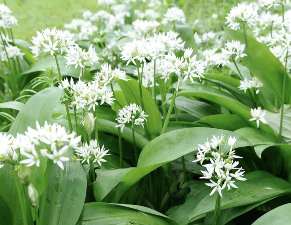 671-wild-garlic-17409387154002.png