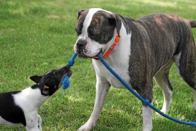 The "Perfect" Diet for Dogs