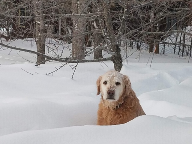 FEEDING THE RIGHT AMOUNT