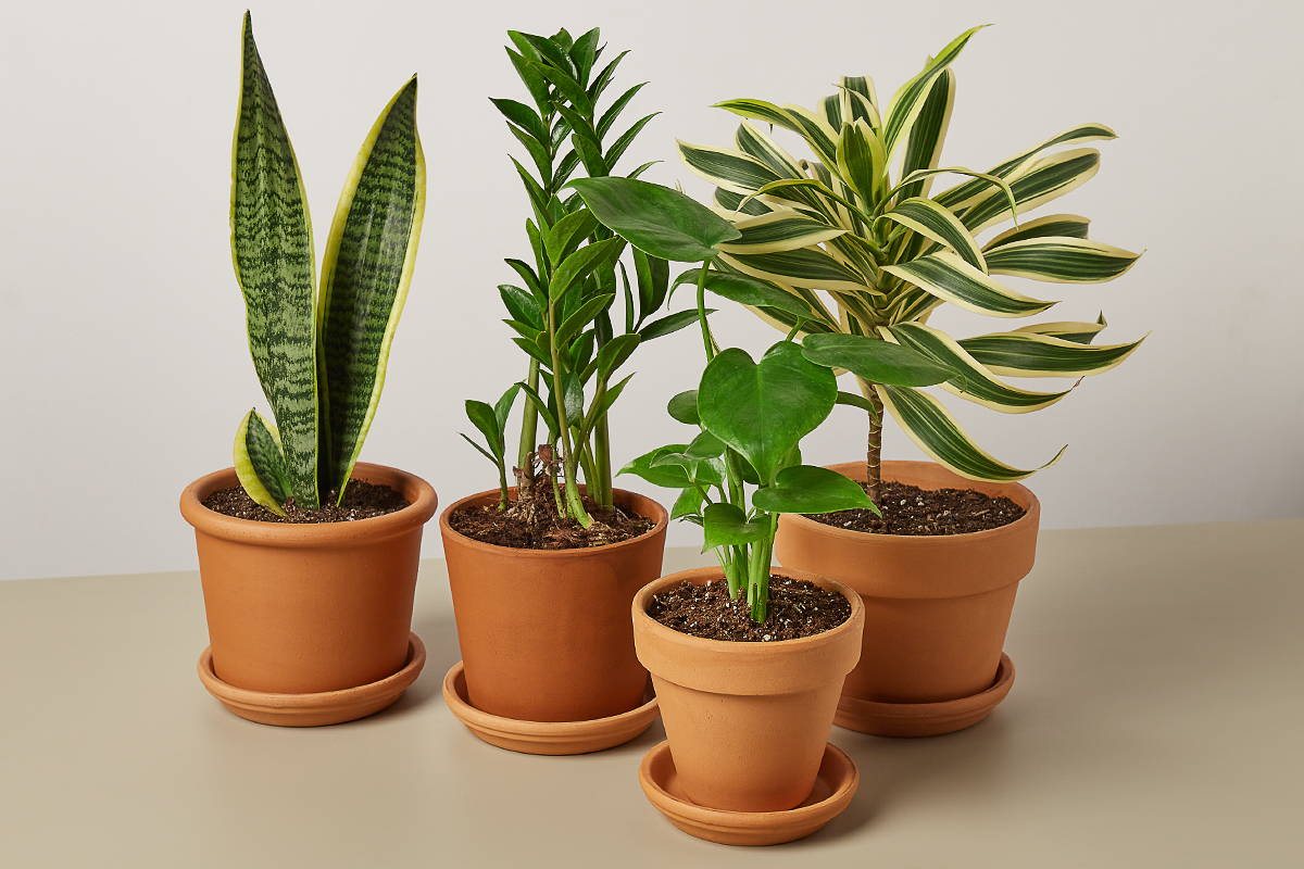 791-sub-boxpre-potted-all-15973511878018.jpg