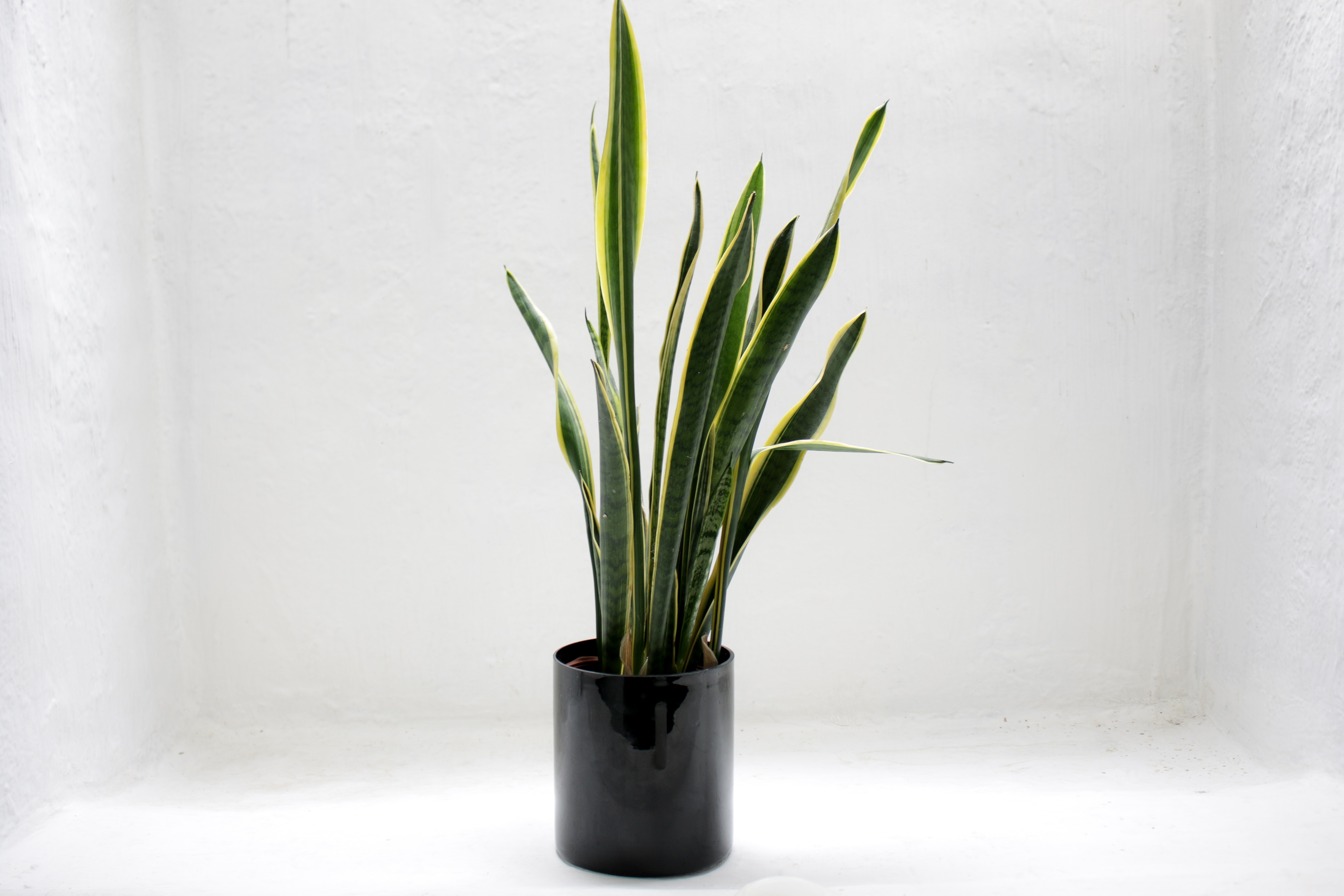 The Perfect Plant for Brown Thumbs