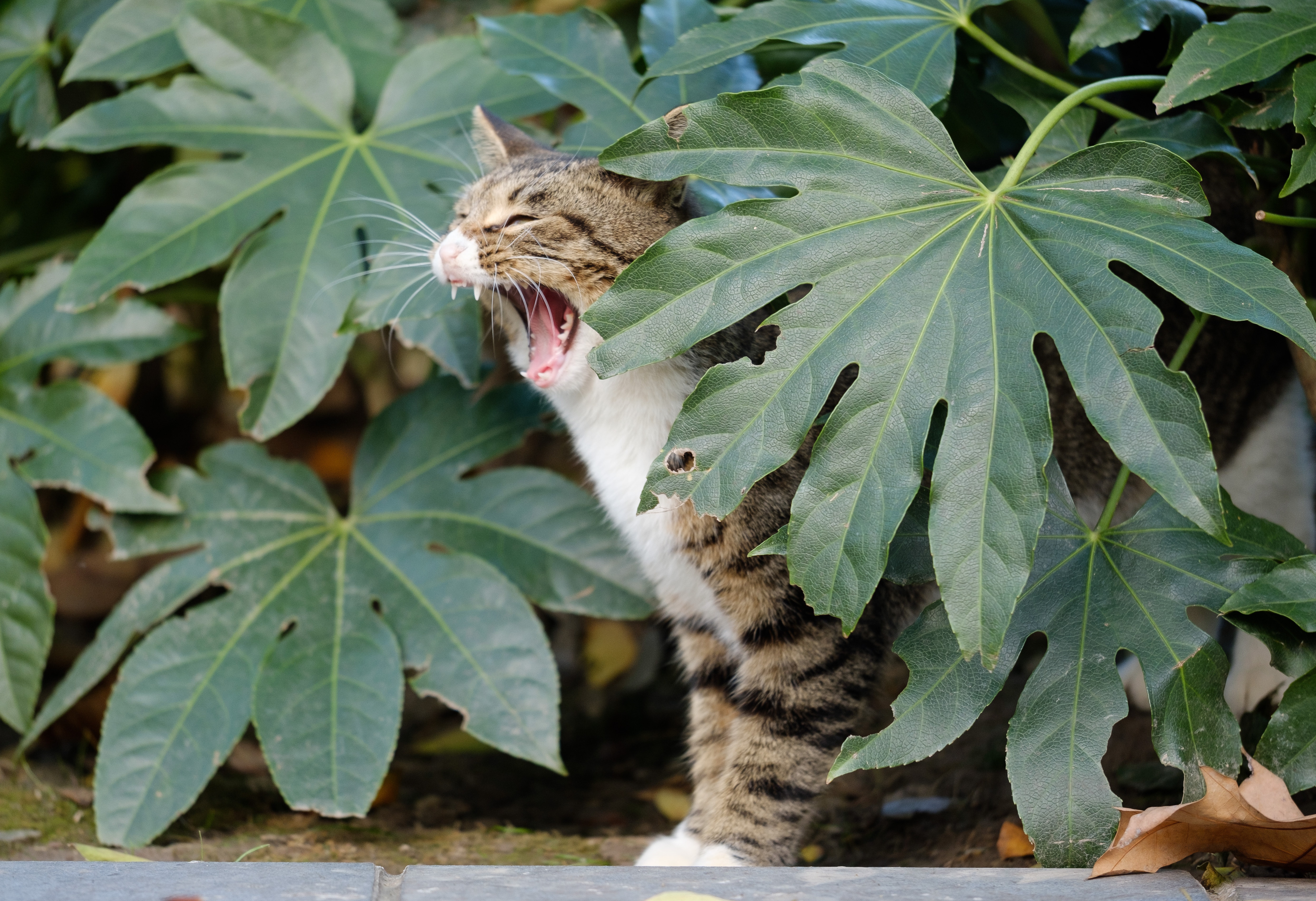 How Toxic are Plants?