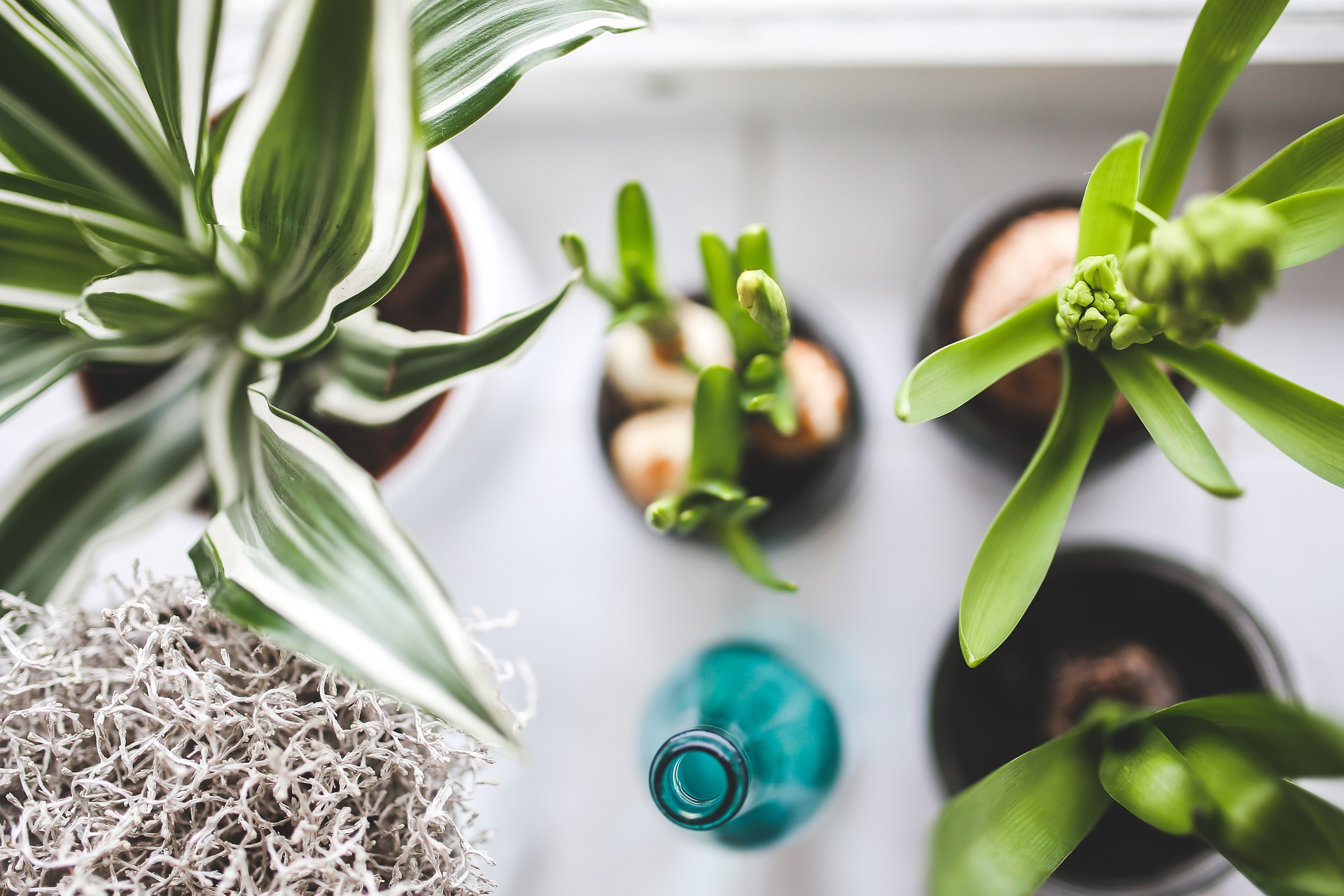 Plants for Beginners