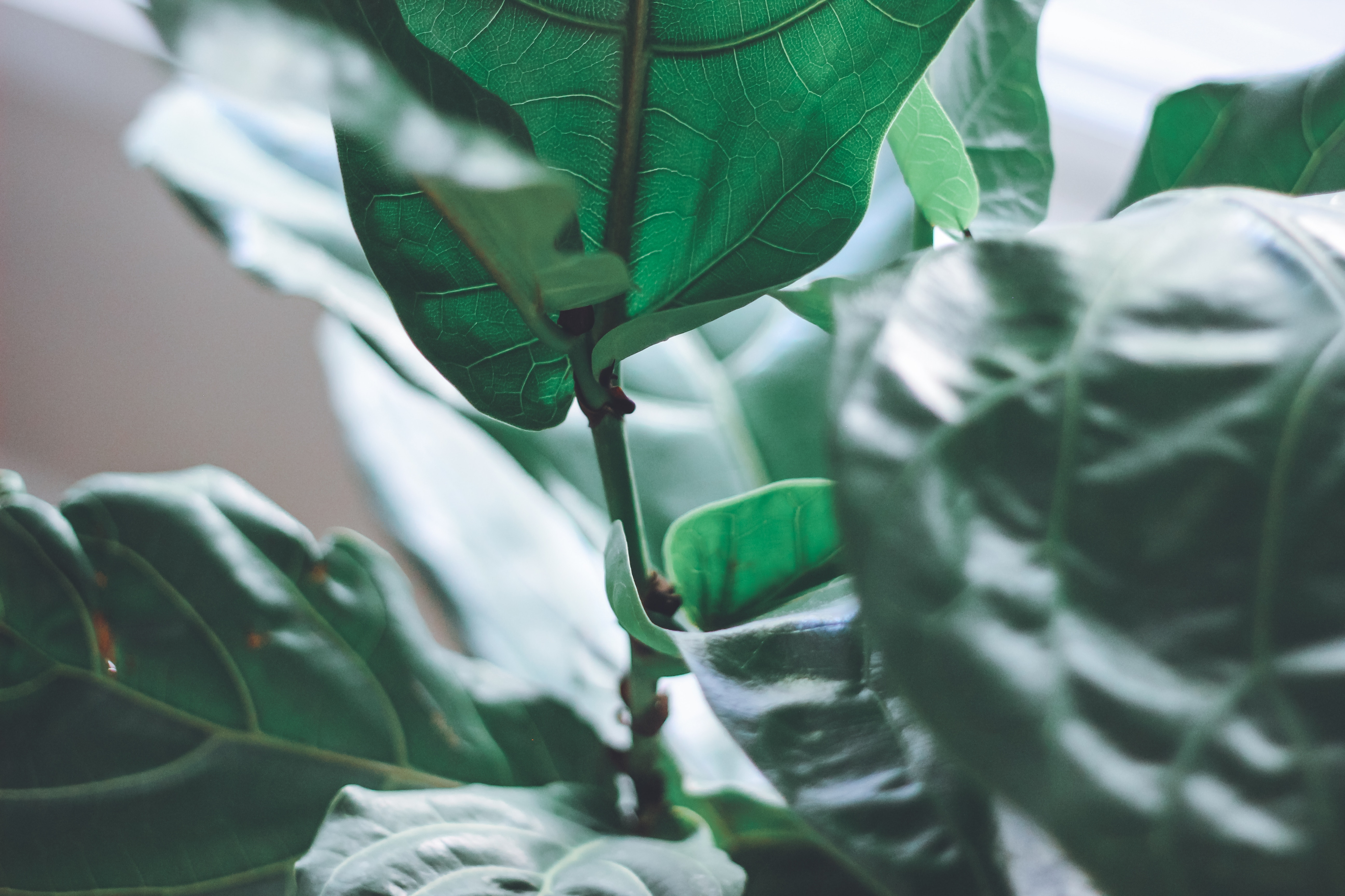 The Ficus Lyrata
