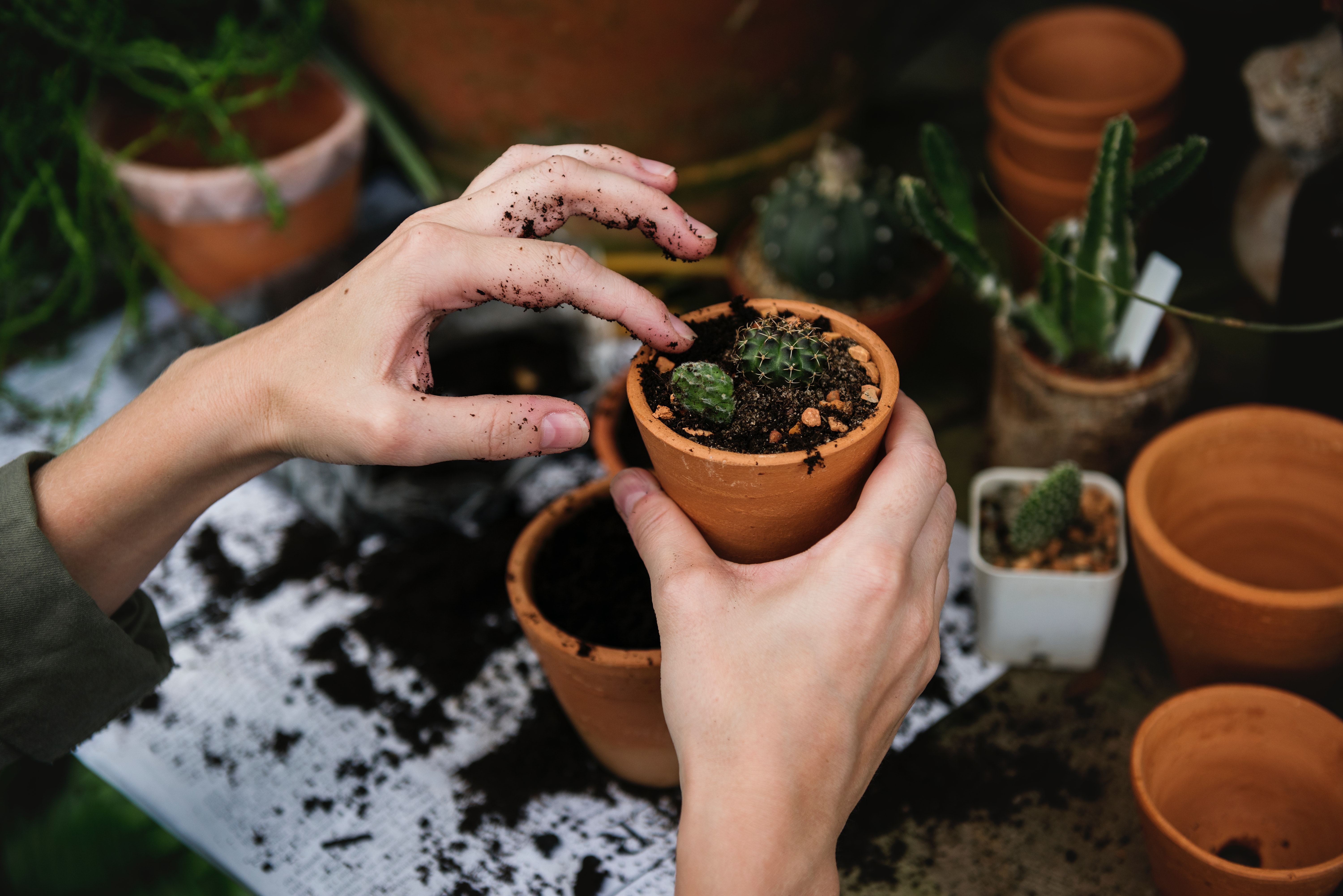 How to Repot Houseplants
