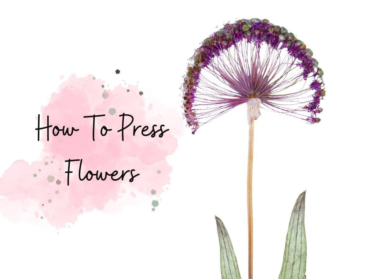 How To Press Flowers