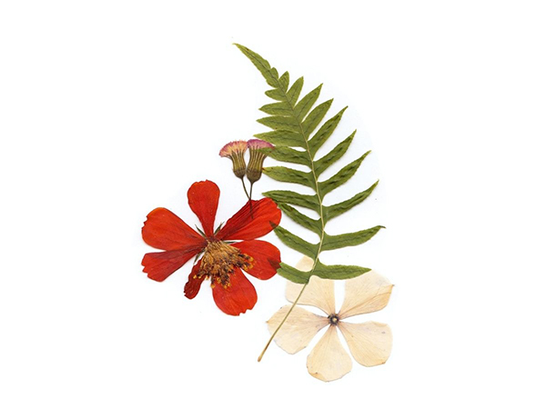 dried red and ivory flowers