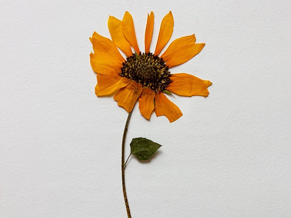dried yellow flower