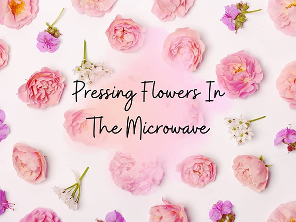 how to press flowers in the microwave