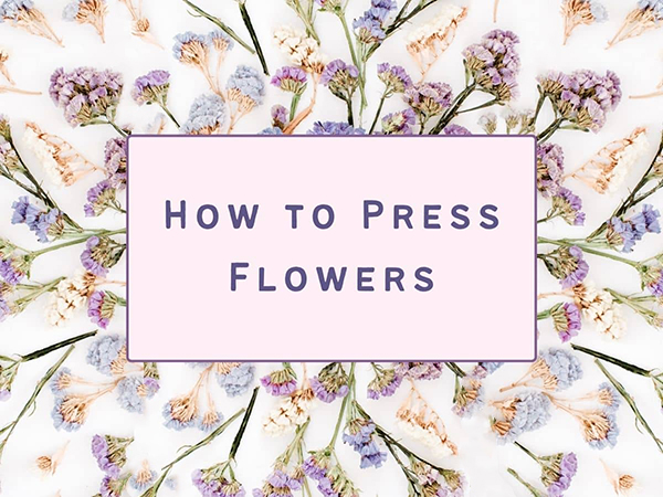 how to press flowers