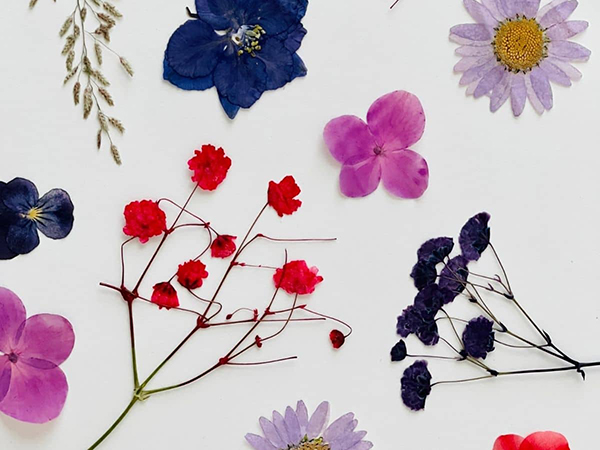 red and purple dried flowers