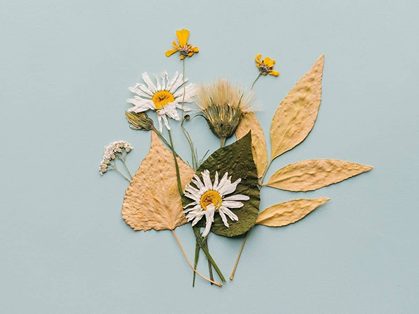 pressing flowers in the microwave