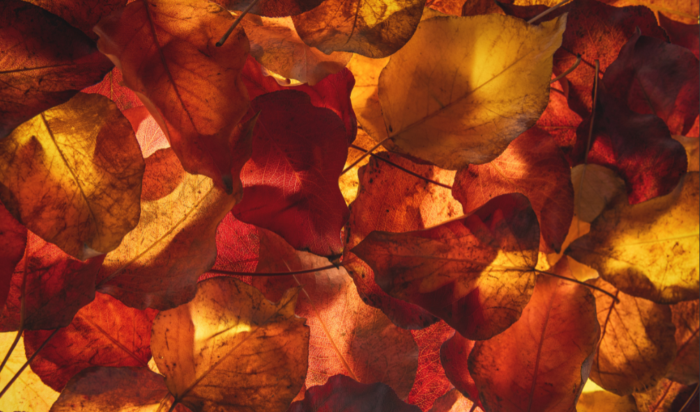 r295-fall-leaves-background-16646395725594.png