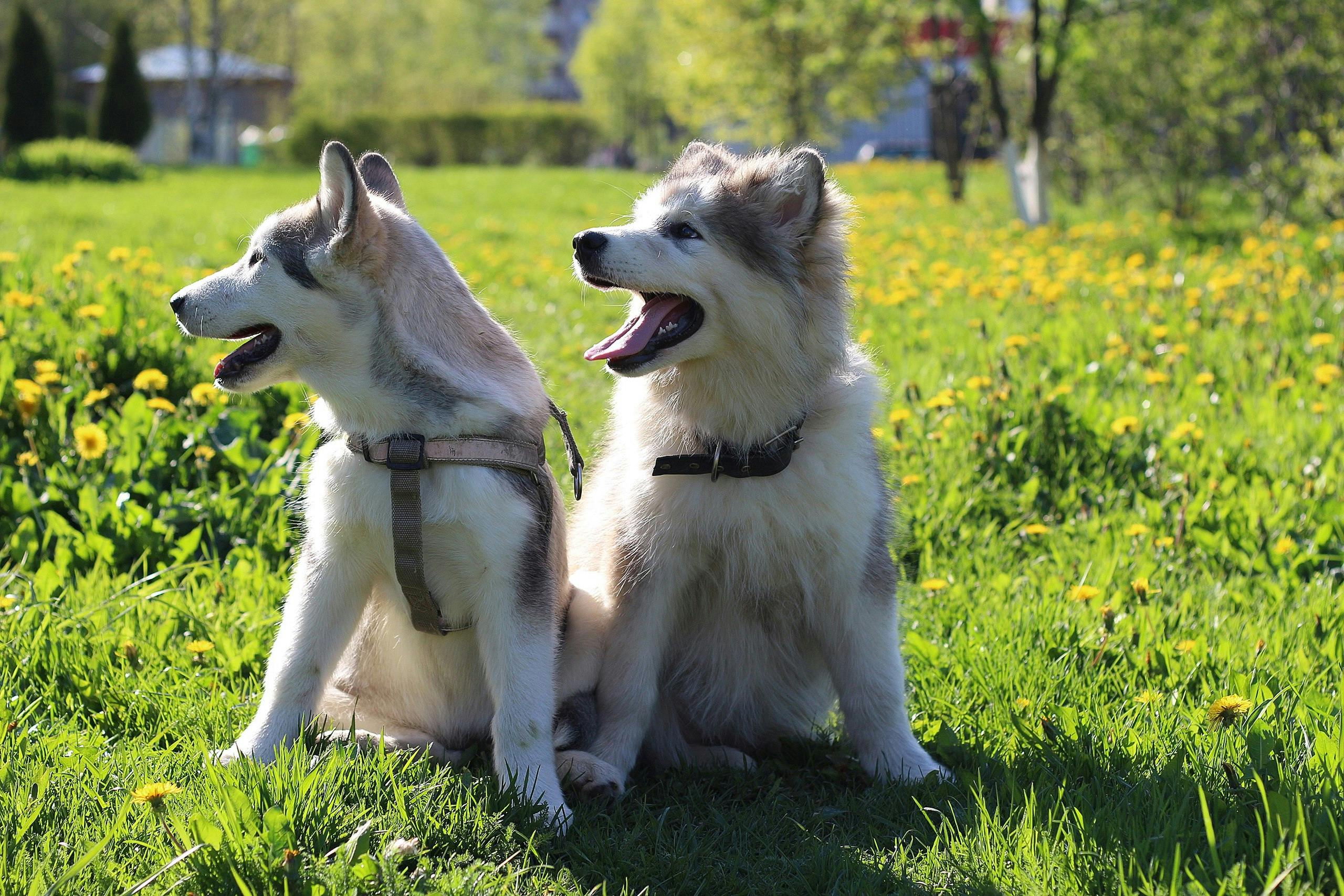 deux chiens 