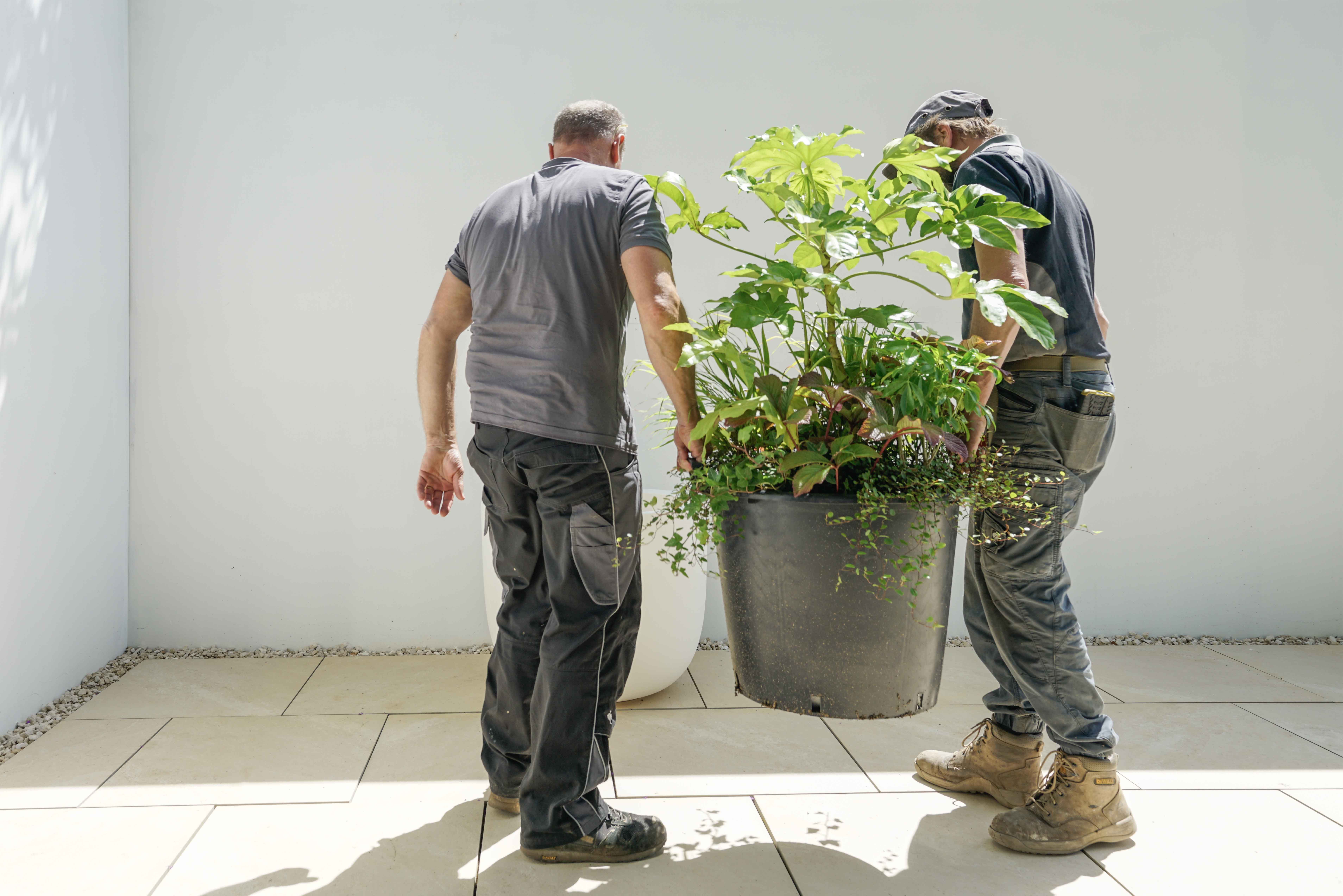 Fresh, Pre-Planted Display 331-sp0003spshootjuly202412-17289959193234.jpg