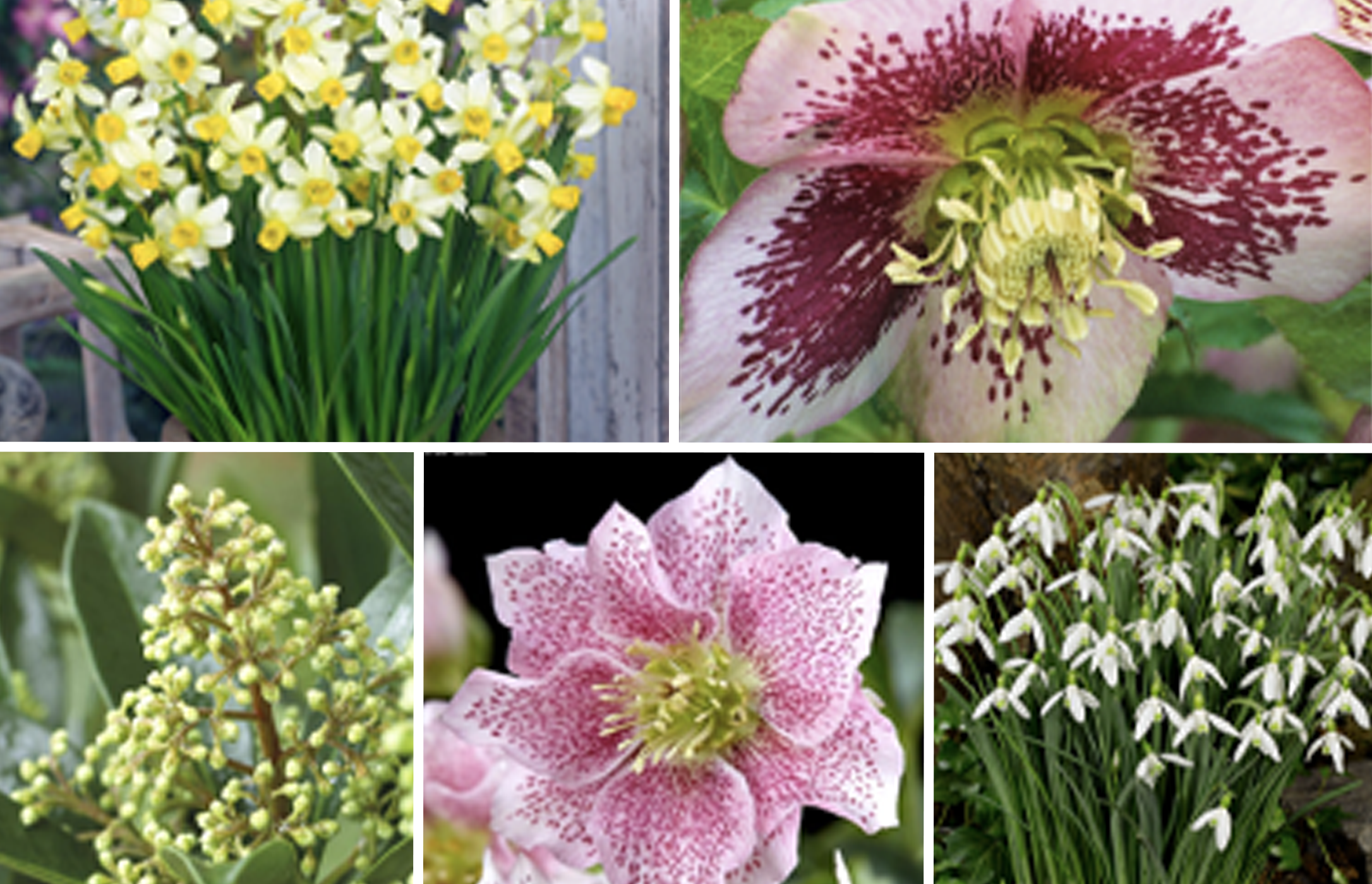 January - March 462-cottage-jan-march-17292478529961.png