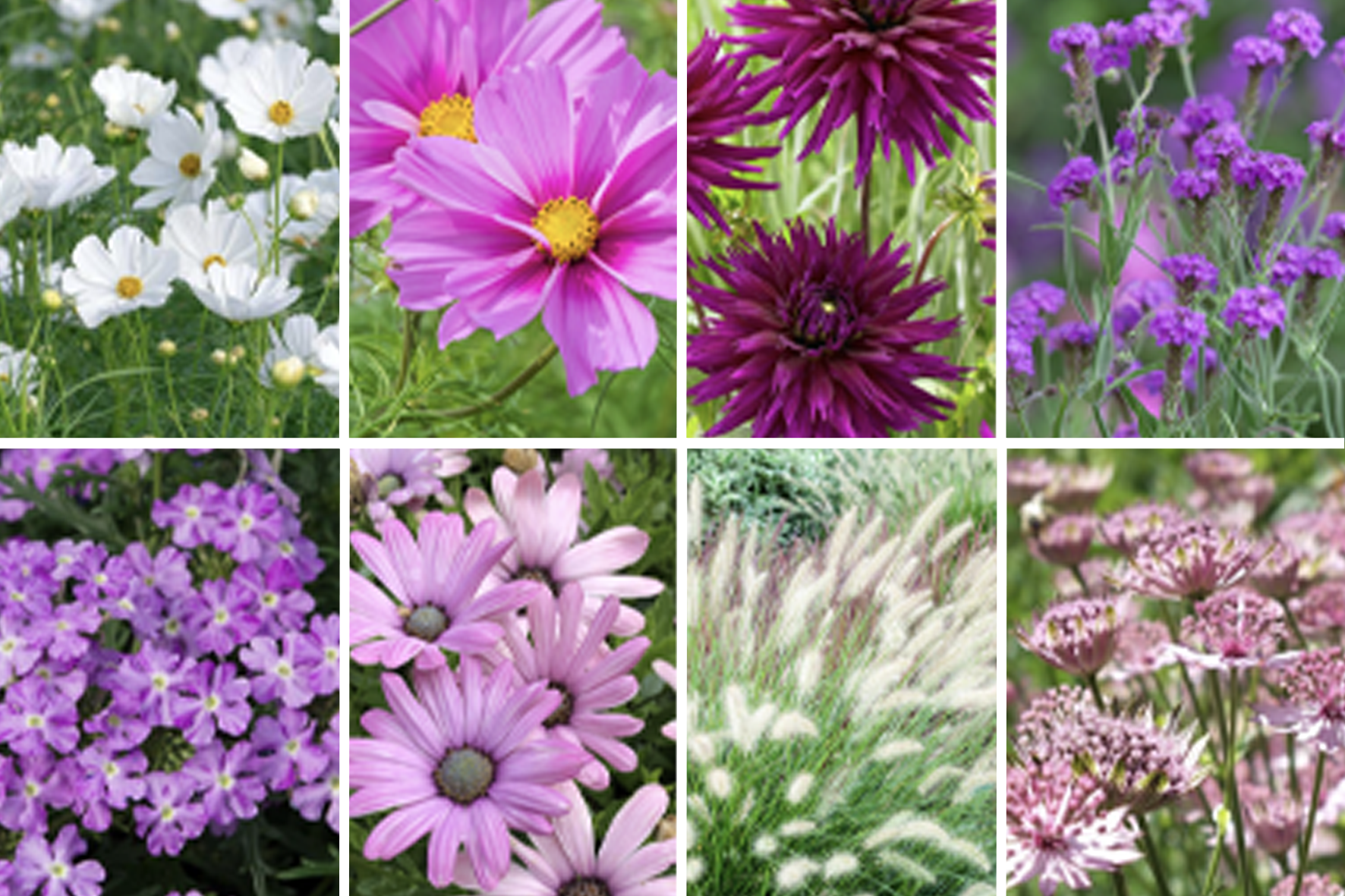 July - September 462-cottage-jul-sep-17292478520797.png