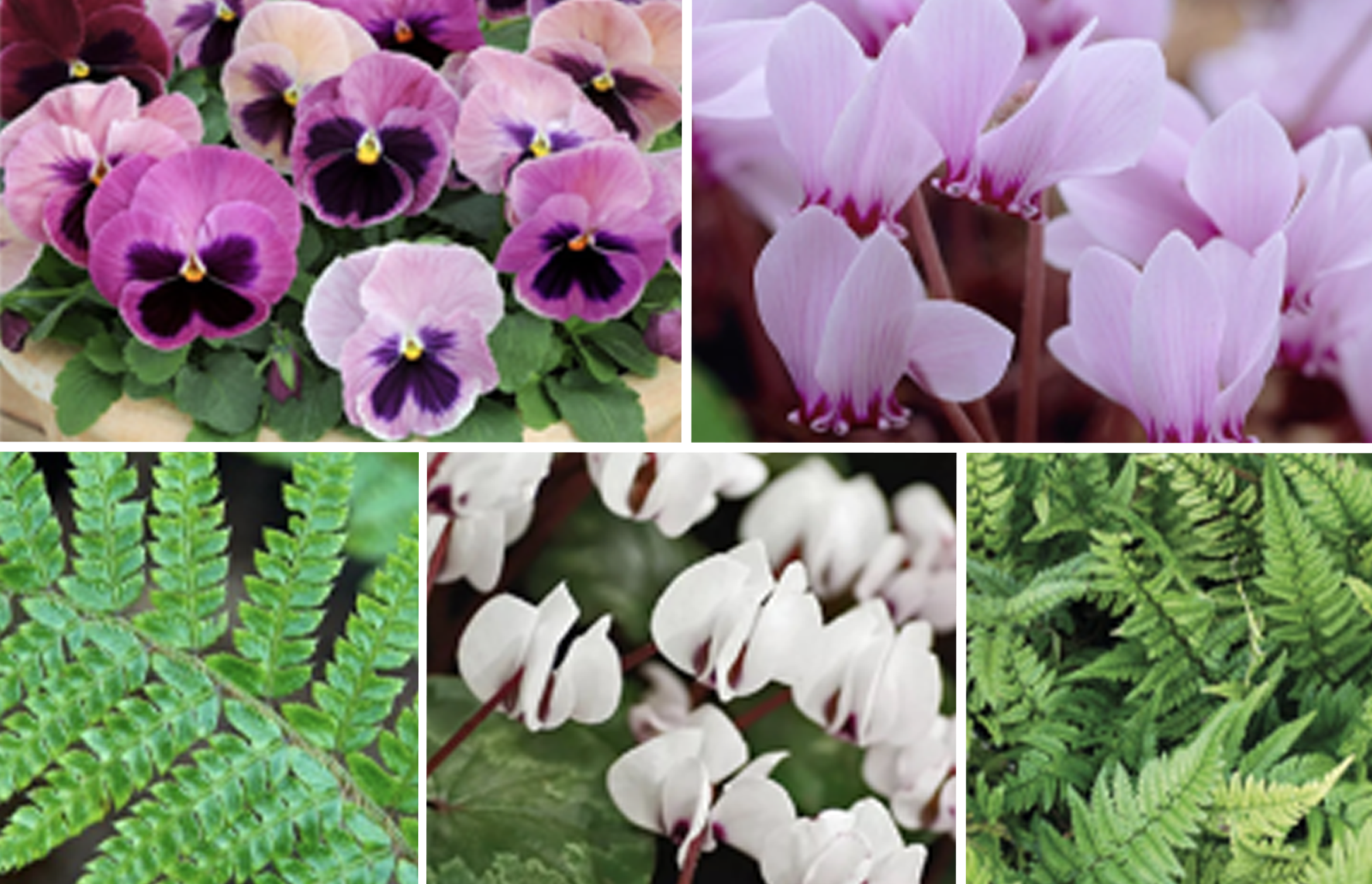 October - December 462-cottage-oct-dec-17292478528087.png