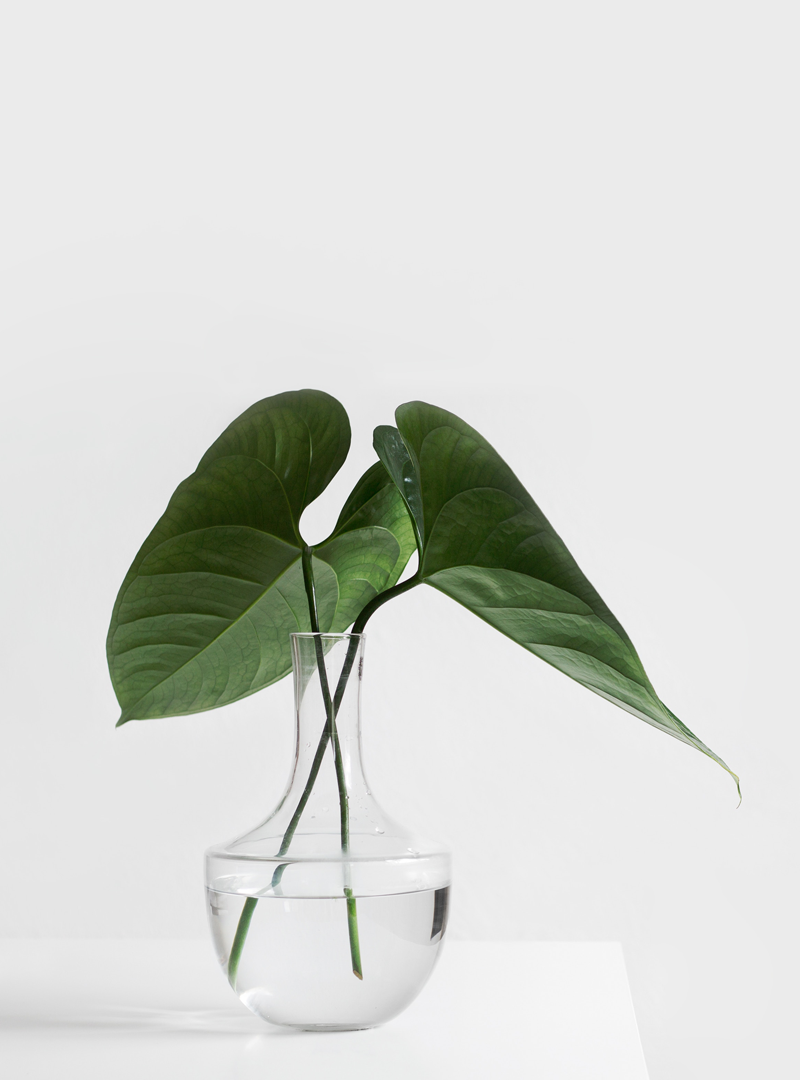 193-plant-2.png