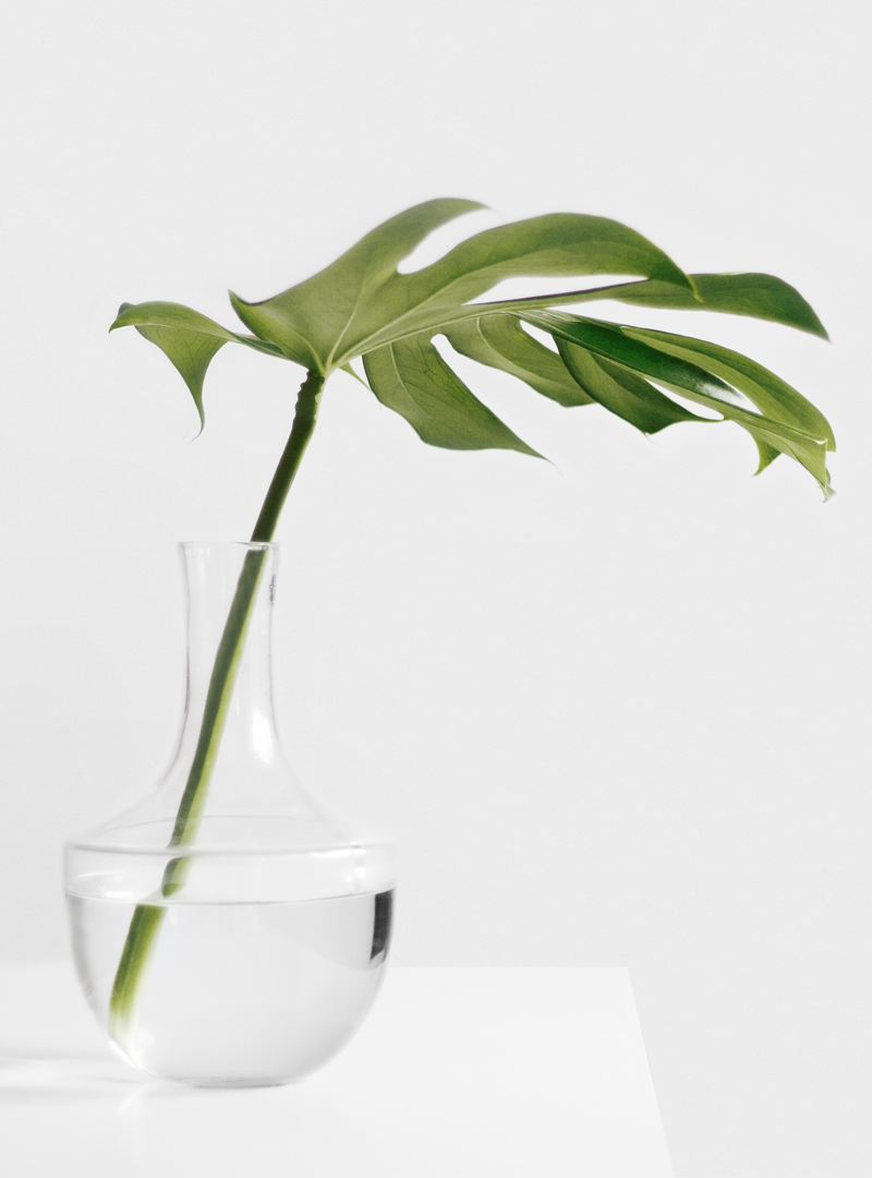 196-plant1.png