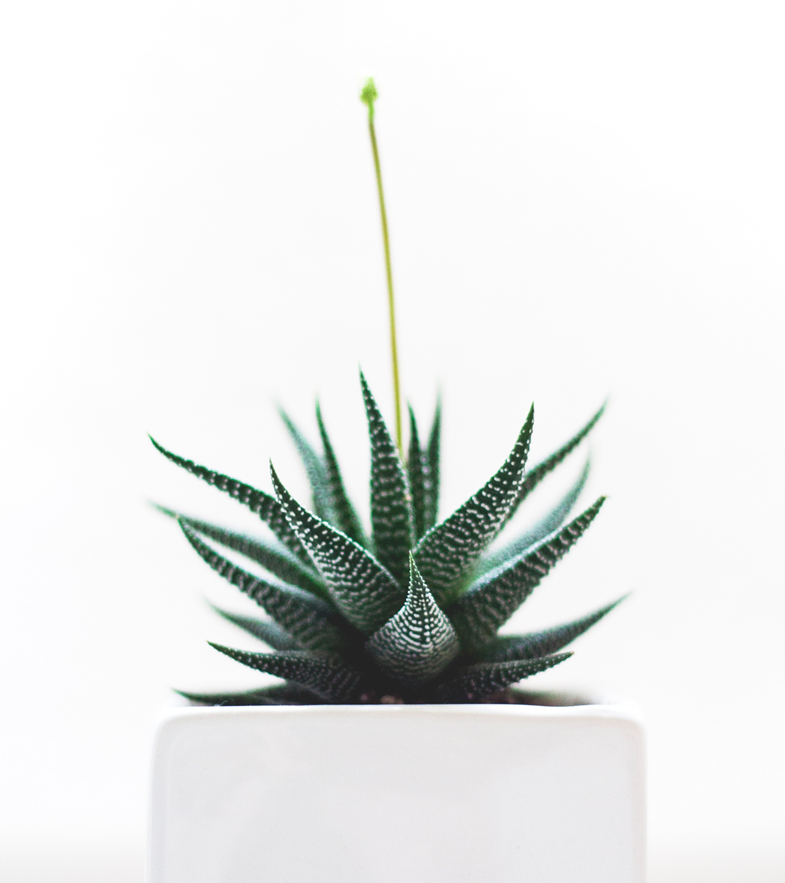 5107785883190-plant4.png