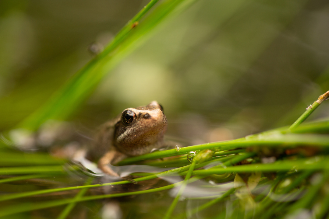 mamafrog eco-friendly baby products frog 1