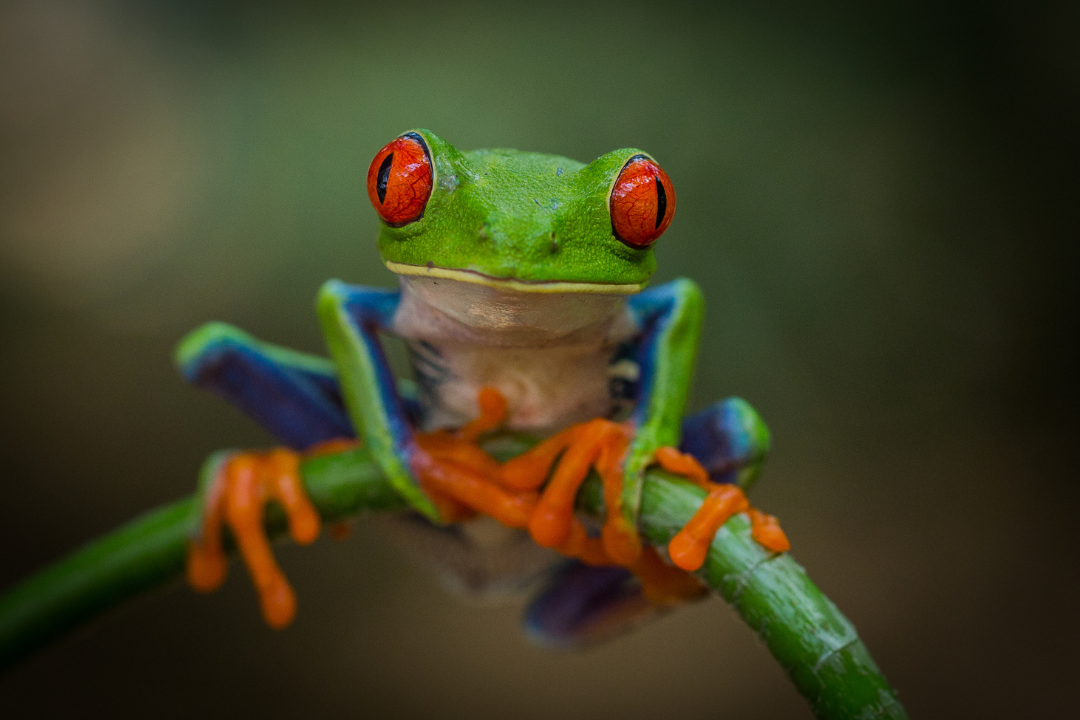 mamafrog eco-friendly baby products frog 2