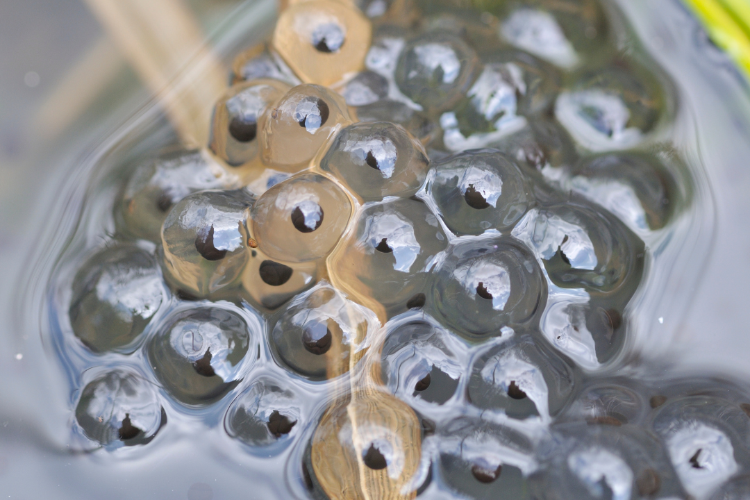 mamafrog eco-friendly baby products frog eggs