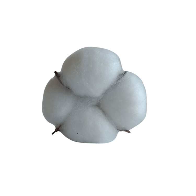 1953-boule-de-coton-17602611718358.png