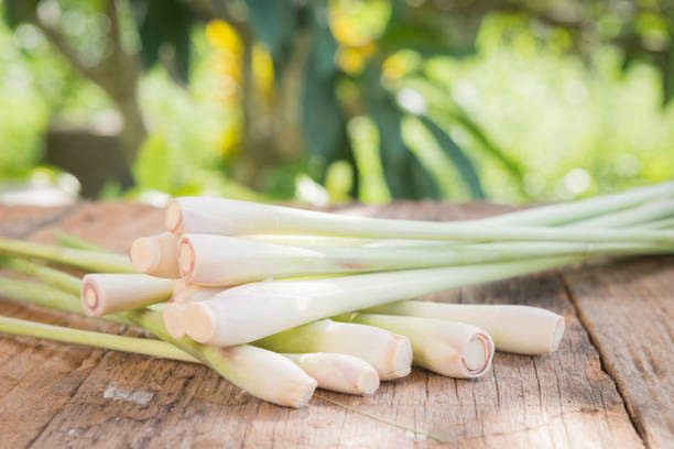 Les Vertus et Bienfaits de la Citronelle : Un Trésor Naturel à Découvrir