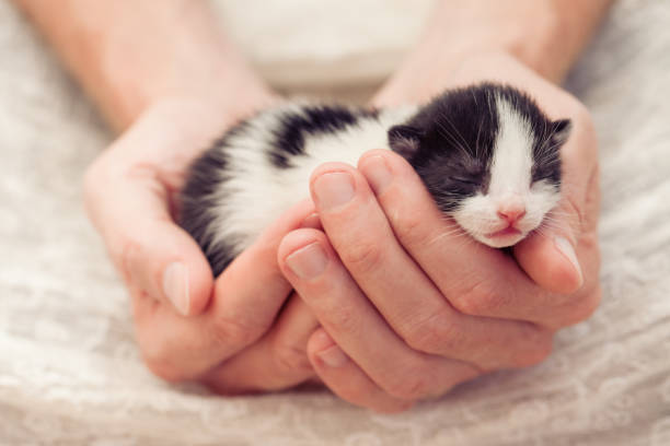 Pourquoi le ronronnement du chaton favorise l’apaisement et le repos