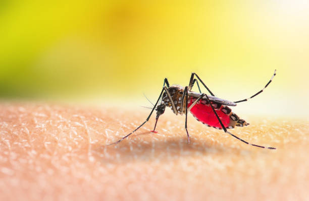 Quelles sont les huiles essentielles indispensables contre les insectes ?