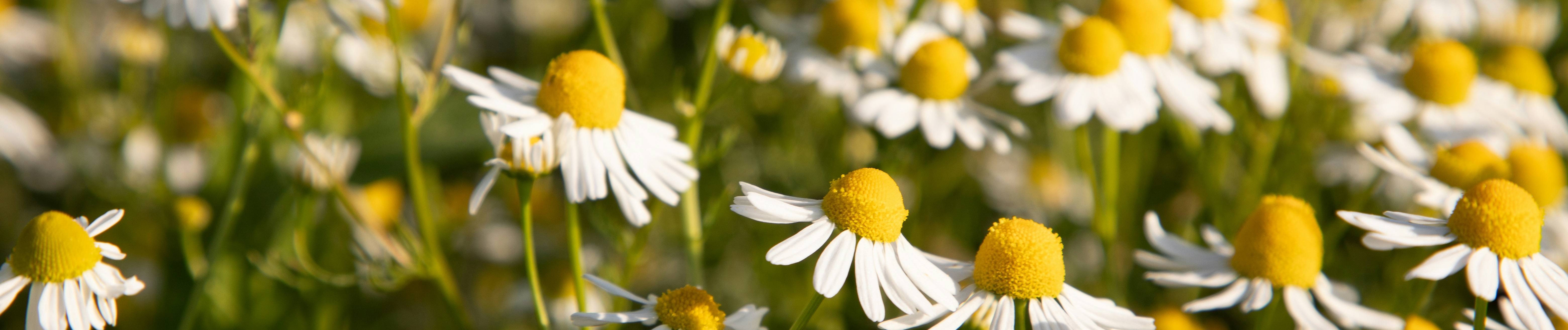 0137162401315562-mariola-grobelska-cnsmyfrvmuw-unsplash-17513064704182.jpg